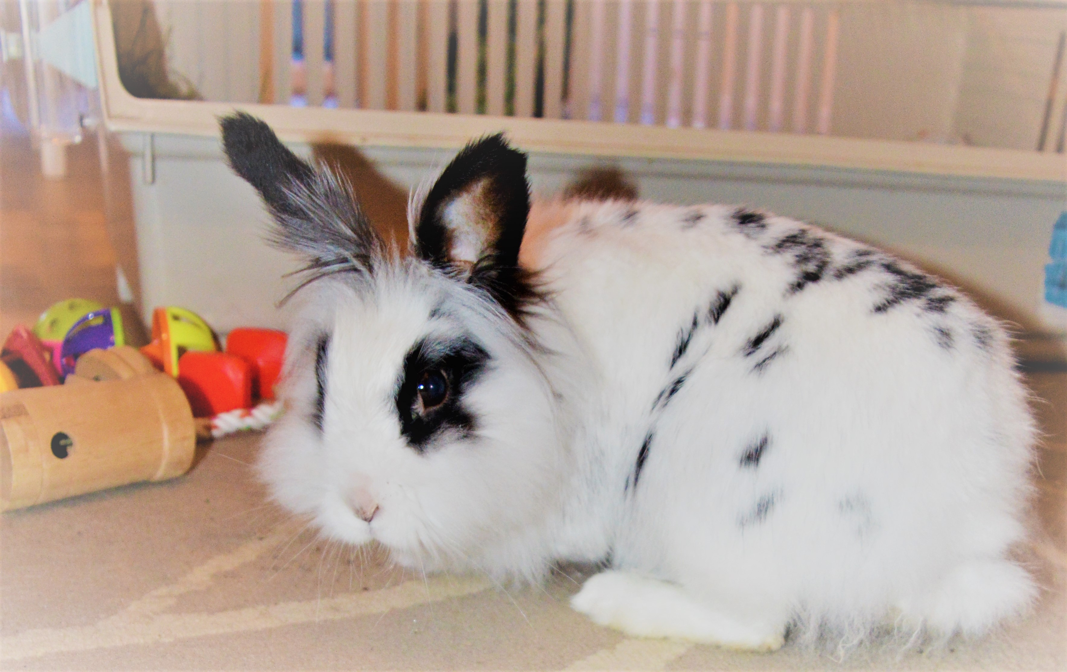 bacardi lapin bacardi lapin
