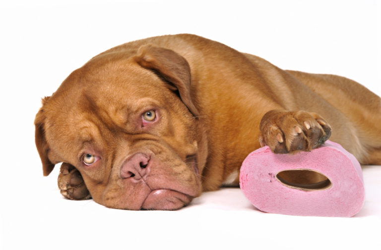 chiot mignon avec rouleau de papier toilettes