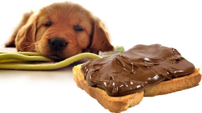 chien et chocolat