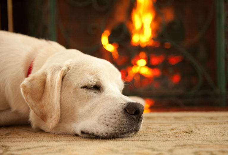 chien près du feu